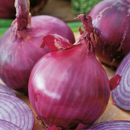 Picture of Onion Red Brunswick